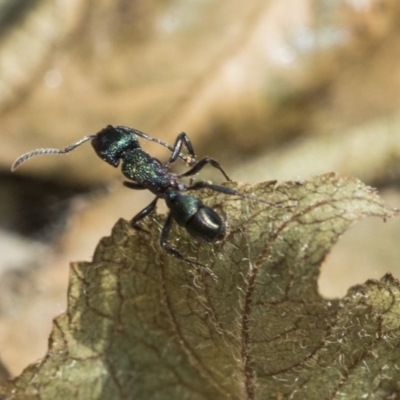 Rhytidoponera metallica (Greenhead ant) at Higgins, ACT - 3 Nov 2019 by AlisonMilton