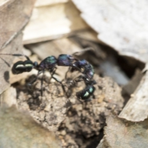 Rhytidoponera metallica at Higgins, ACT - 3 Nov 2019 09:48 AM