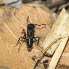 Rhytidoponera metallica at Higgins, ACT - 3 Nov 2019 09:48 AM