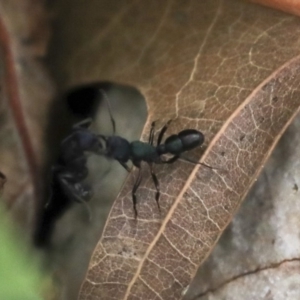 Rhytidoponera metallica at Higgins, ACT - 3 Nov 2019 09:48 AM