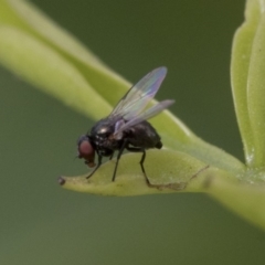 Diptera (order) (Fly - Unidentified) at Higgins, ACT - 3 Nov 2019 by AlisonMilton