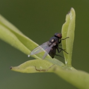 Diptera (order) at Higgins, ACT - 3 Nov 2019