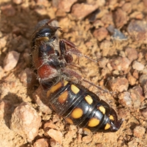 Catocheilus apterus at Fyshwick, ACT - 3 Nov 2019 08:13 AM