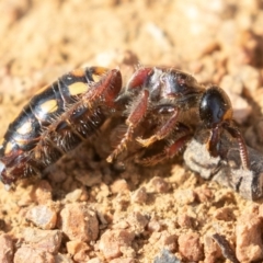 Catocheilus apterus at Fyshwick, ACT - 3 Nov 2019