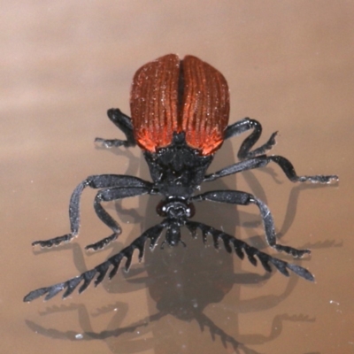 Porrostoma rhipidium (Long-nosed Lycid (Net-winged) beetle) at Ainslie, ACT - 30 Oct 2019 by jbromilow50