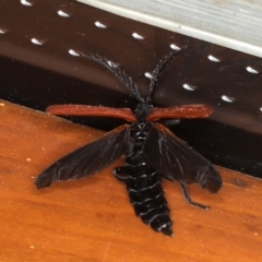 Porrostoma rhipidium at Ainslie, ACT - 30 Oct 2019