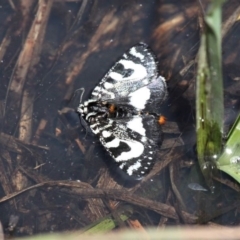 Agaristodes feisthamelii (A day flying noctuid moth) at Namadgi National Park - 27 Oct 2019 by HarveyPerkins