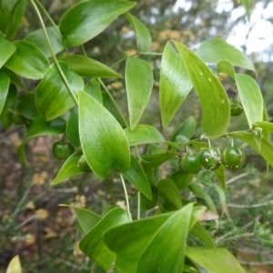 Asparagus asparagoides at Campbell, ACT - 3 Nov 2019