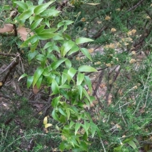 Asparagus asparagoides at Campbell, ACT - 3 Nov 2019 10:19 AM