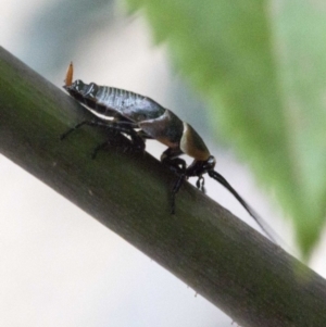 Ellipsidion australe at Spence, ACT - 3 Nov 2019 01:22 PM