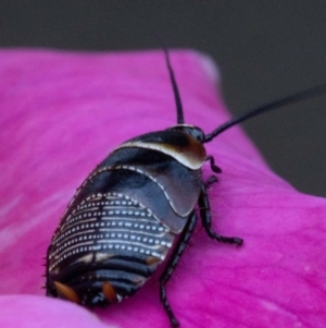 Ellipsidion australe at Spence, ACT - 3 Nov 2019 01:22 PM