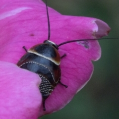 Ellipsidion australe at Spence, ACT - 3 Nov 2019