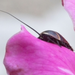 Ellipsidion australe at Spence, ACT - 3 Nov 2019