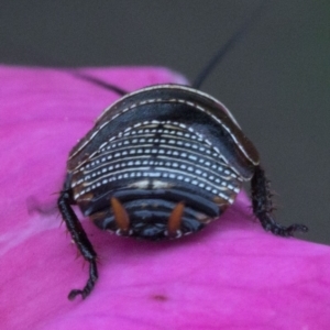 Ellipsidion australe at Spence, ACT - 3 Nov 2019