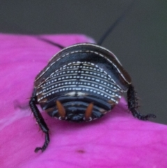 Ellipsidion australe at Spence, ACT - 3 Nov 2019