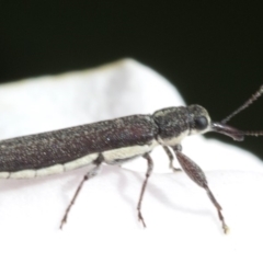 Rhinotia filiformis (A belid weevil) at Spence, ACT - 3 Nov 2019 by JudithRoach