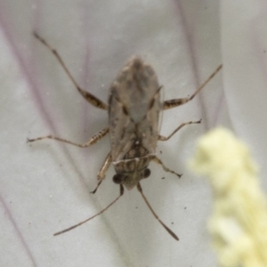 Nysius vinitor at Spence, ACT - 3 Nov 2019 01:17 PM