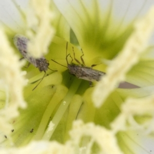 Nysius vinitor at Spence, ACT - 3 Nov 2019 01:17 PM