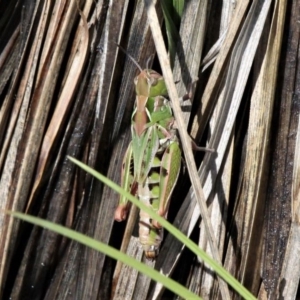 Perala viridis at Mount Clear, ACT - 27 Oct 2019 02:12 PM