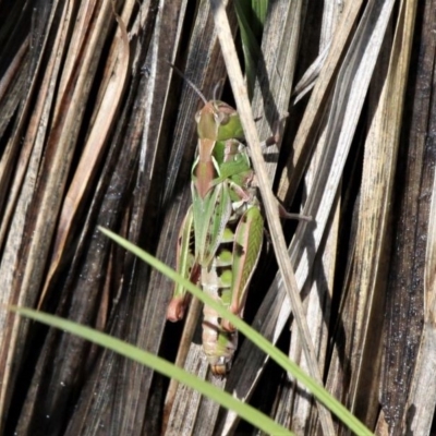 Perala viridis (Spring buzzer) at Mount Clear, ACT - 27 Oct 2019 by HarveyPerkins