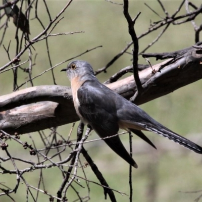Cacomantis flabelliformis (Fan-tailed Cuckoo) at Namadgi National Park - 27 Oct 2019 by HarveyPerkins