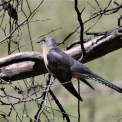 Cacomantis flabelliformis (Fan-tailed Cuckoo) at Mount Clear, ACT - 27 Oct 2019 by HarveyPerkins
