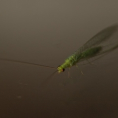 Chrysopidae (family) (Unidentified Green lacewing) at Murrumbateman, NSW - 2 Nov 2019 by SallyandPeter