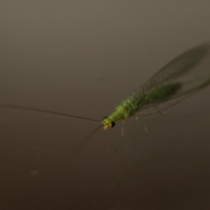 Chrysopidae (family) at Murrumbateman, NSW - 2 Nov 2019 08:27 PM