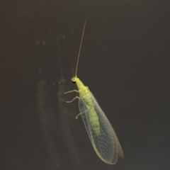 Chrysopidae (family) at Murrumbateman, NSW - 2 Nov 2019 08:27 PM