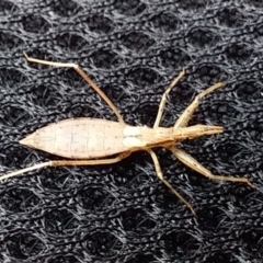 Dicrotelus prolixus (Assassin bug) at Bawley Point, NSW - 3 Nov 2019 by GLemann