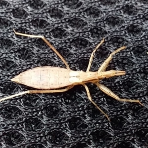 Dicrotelus prolixus at Bawley Point, NSW - 3 Nov 2019 09:39 AM