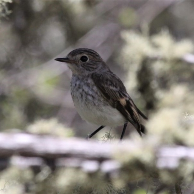 Petroica phoenicea (Flame Robin) at Mount Clear, ACT - 27 Oct 2019 by HarveyPerkins