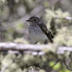 Petroica phoenicea at Mount Clear, ACT - 27 Oct 2019 01:23 PM