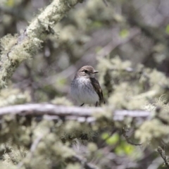 Petroica phoenicea at Mount Clear, ACT - 27 Oct 2019 01:23 PM