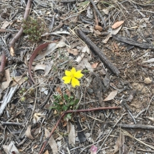 Goodenia hederacea at Lyons, ACT - 3 Nov 2019