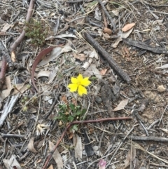 Goodenia hederacea (Ivy Goodenia) at Lyons, ACT - 3 Nov 2019 by RobynS