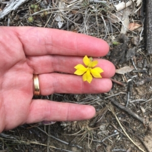 Goodenia hederacea at Lyons, ACT - 3 Nov 2019