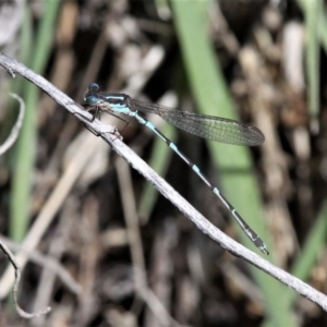 Austrolestes io at Mount Clear, ACT - suppressed