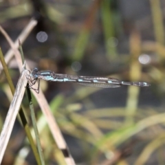 Austrolestes io (Iota Ringtail) at Mount Clear, ACT - 27 Oct 2019 by HarveyPerkins