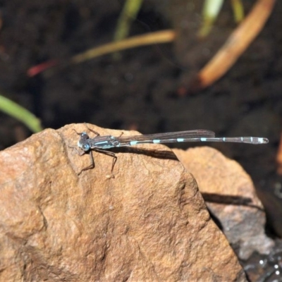 Austrolestes io (Iota Ringtail) at MTC100: Old Boboyan Rd Near Gate - 27 Oct 2019 by HarveyPerkins