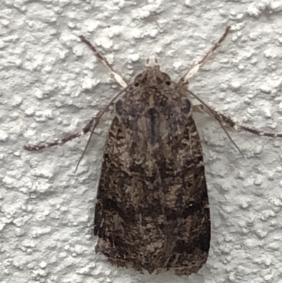Noctuidae (family) (A cutworm or owlet moth) at Monash, ACT - 3 Nov 2019 by jackQ