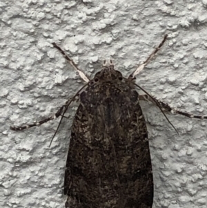 Noctuidae (family) at Monash, ACT - 3 Nov 2019 02:37 PM