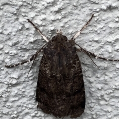 Noctuidae (family) at Monash, ACT - 3 Nov 2019 02:37 PM