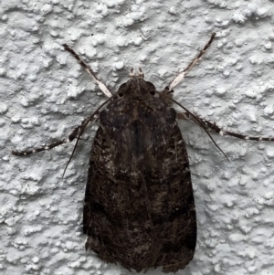 Noctuidae (family) at Monash, ACT - 3 Nov 2019