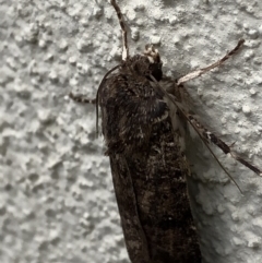 Noctuidae (family) at Monash, ACT - 3 Nov 2019 02:37 PM