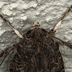 Noctuidae (family) at Monash, ACT - 3 Nov 2019 02:37 PM