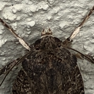 Noctuidae (family) at Monash, ACT - 3 Nov 2019 02:37 PM