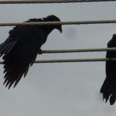 Eudynamys orientalis (Pacific Koel) at Wanniassa, ACT - 3 Nov 2019 by jksmits