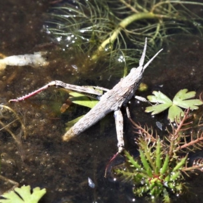 Coryphistes ruricola (Bark-mimicking Grasshopper) at Namadgi National Park - 27 Oct 2019 by HarveyPerkins