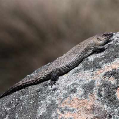 Egernia cunninghami (Cunningham's Skink) at Namadgi National Park - 27 Oct 2019 by HarveyPerkins